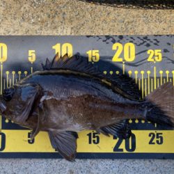 デイメバリング