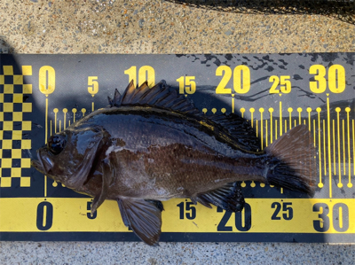 デイメバリング