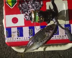 アジング練習　311