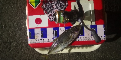 アジング練習　311