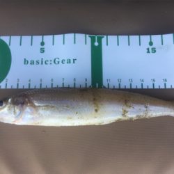 海草天秤に海草が‥