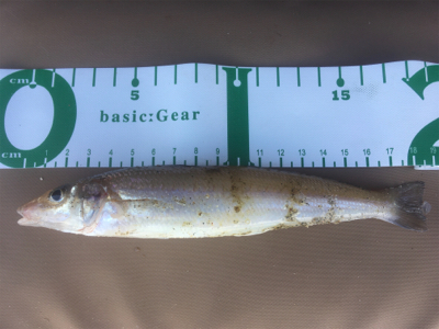 海草天秤に海草が‥