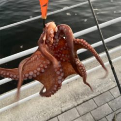 南港タコ釣り