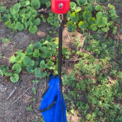 今朝もHC蛸散歩。11杯1815g。。