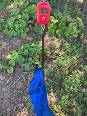 今朝もHC蛸散歩。11杯1815g。。