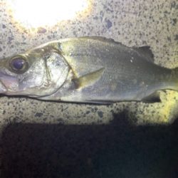 アジ泳がせで大爆釣！