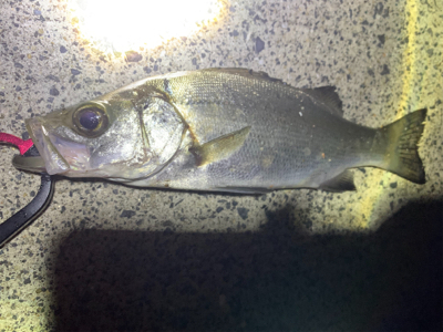 アジ泳がせで大爆釣！