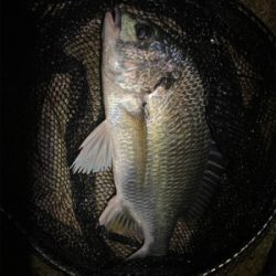 連休雨なら降る前に釣りへ