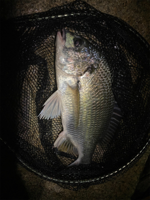 連休雨なら降る前に釣りへ