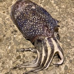 シリヤケ掛けた!魚釣果は坊主。