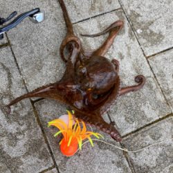 強風＆潮流に泣かされ何とか3杯。。。