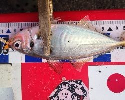 アジング練習 312 豆鯵