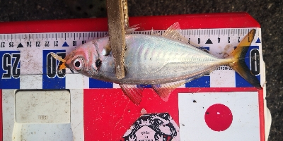 アジング練習 312 豆鯵