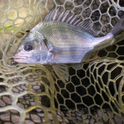 淀川ブリームゲーム