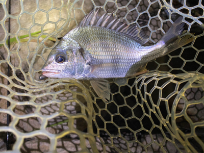 淀川ブリームゲーム