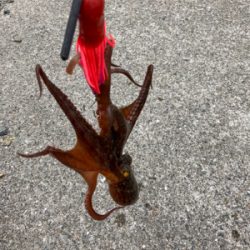 ⭐︎リリースサイズ