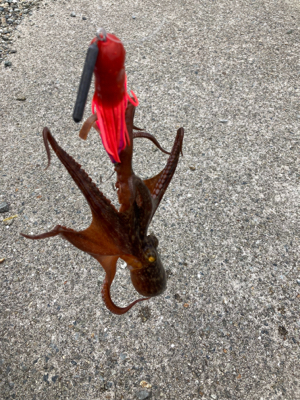 ⭐︎リリースサイズ