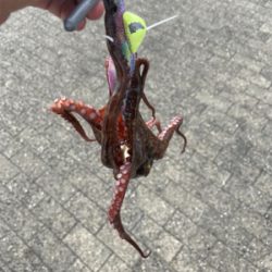 南港タコ釣り