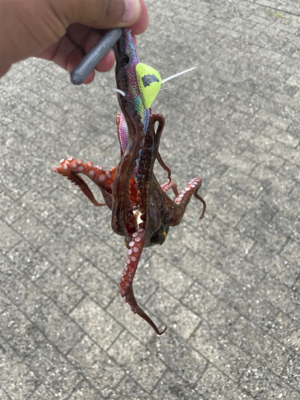 南港タコ釣り
