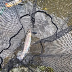 黒保根渓流フィッシングさんでミノーイング