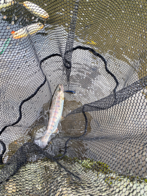 黒保根渓流フィッシングさんでミノーイング