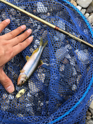 釣りキャン&ネイティブトラウト