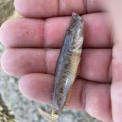 初めてのハゼ釣り