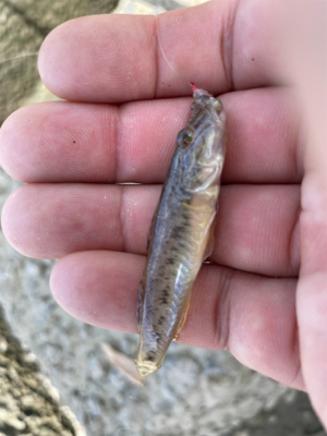 初めてのハゼ釣り