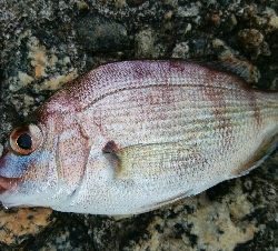 キス　ツバイソ　小鯛