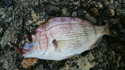 キス　ツバイソ　小鯛