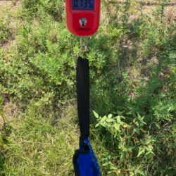 サイズが萎んだHC蛸散歩。6杯。。