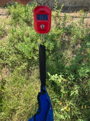 サイズが萎んだHC蛸散歩。6杯。。