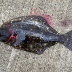 またまたヒラメ！