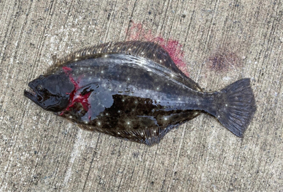 またまたヒラメ！