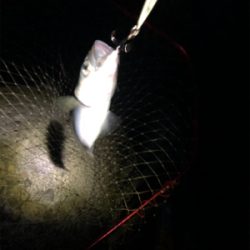 釣り人あるある