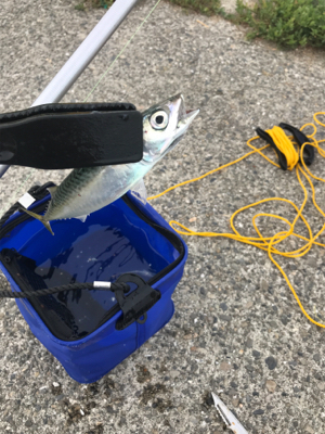 仕事終わりに釣りに行きました