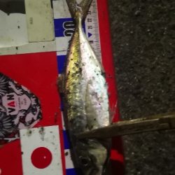 アジング練習　313