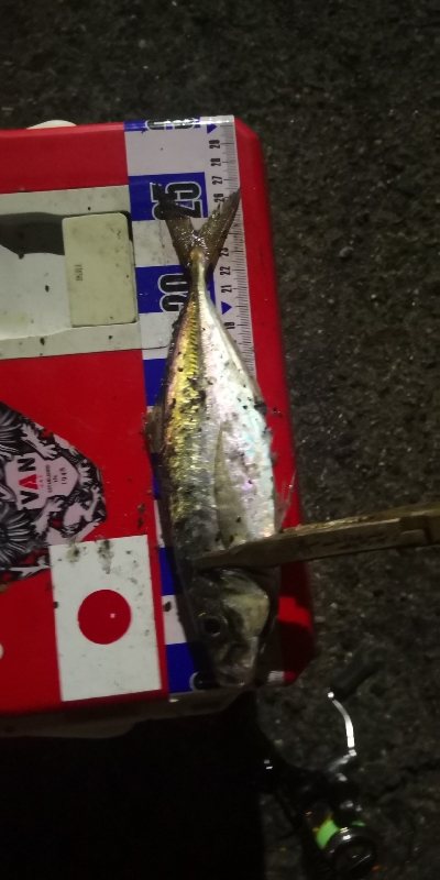 アジング練習　313