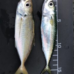 本日は不漁でした