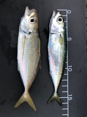 本日は不漁でした