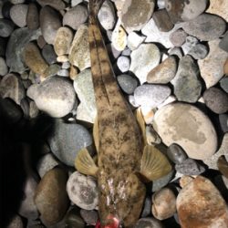 キジハタリベンジ