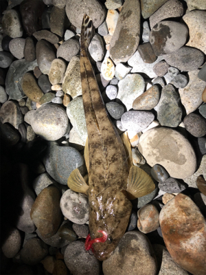 キジハタリベンジ