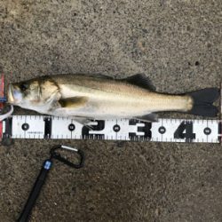 朝の部・昼の部・夜の部(=ﾟωﾟ)ﾉ