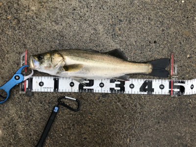 朝の部・昼の部・夜の部(=ﾟωﾟ)ﾉ