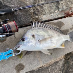 真夏のブリームゲーム