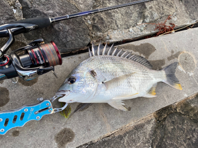 真夏のブリームゲーム