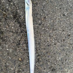 寝坊して１匹のみ