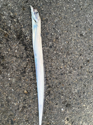 寝坊して１匹のみ