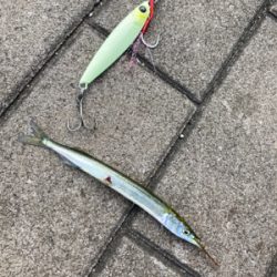 強風爆風のもと小鯖と戯れサヨリまで。。