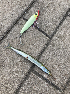 強風爆風のもと小鯖と戯れサヨリまで。。